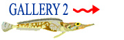 Click here for Leon Lyons Gallery 2...!